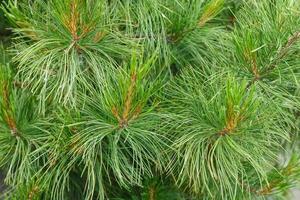 Siberian pine needles background. Natural background and texture. photo
