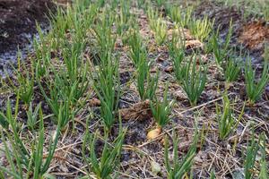 young green onions growing on garden bed. Growing vegetables for a healthy diet. photo