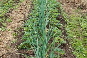 Green garlic and strawberries in the garden. garlic plantation photo