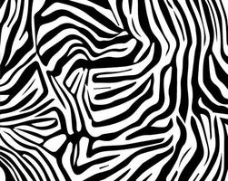 Zebra skin, tiger fur, animal print. photo