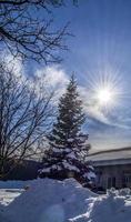 pinos y abetos en la nieve bajo nubes esponjosas en invierno en longmont, colorado foto