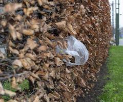 Dry Brown Leaves Nature Hedge photo