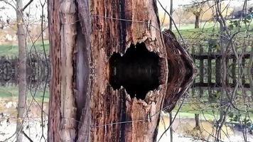 representación digital botánica del árbol de abedul foto