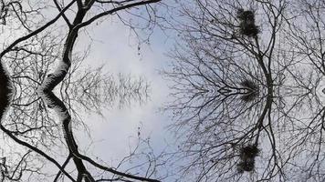 Birch Tree Botanical Digital Rendering photo