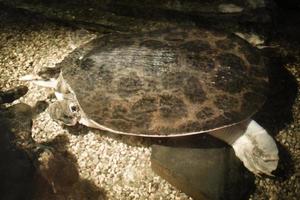 Turtle Swimming under Water photo