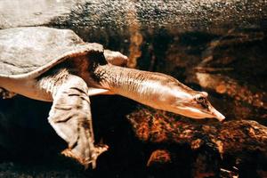 Turtle Swimming under Water photo