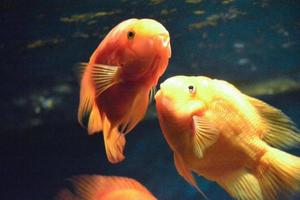 Orange Parrot Cichlids, Blue Background photo