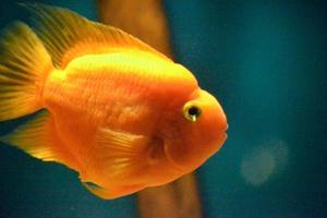 Orange Parrot Cichlid, Blue Background photo