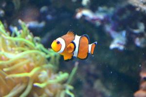 pez payaso, pez payaso, natación amphiprioninae foto