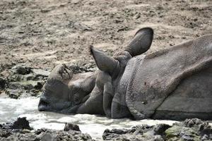 Rhinoceros Laying in Mud photo