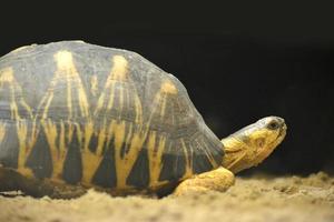 Turtle Tortois - Side View photo