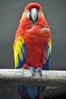 Red Ara Parrot Sitting on a Branch photo