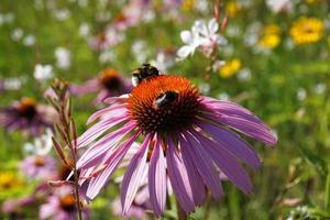 Two Bees Sitting on Violet Flower photo