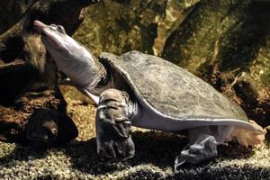 Turtle Swimming under Water photo