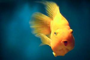 Orange Parrot Cichlid, Blue Background photo