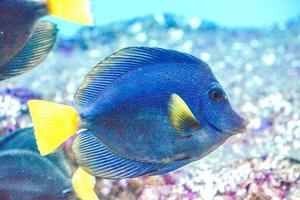 Blue and Yellow Zebrasoma Xanthurum Fish Swimming photo