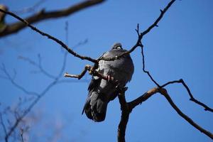 Pigeon Sitting on a Tree, Sky in Background photo