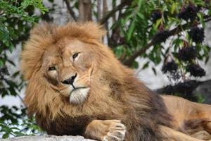 Lion Resting under Trees photo