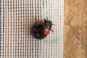 ladybird insect animal photo