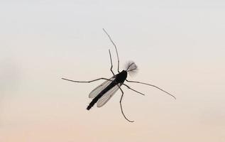 winter midge insect animal photo