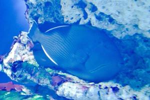 pez marino azul oscuro con rayas blancas foto