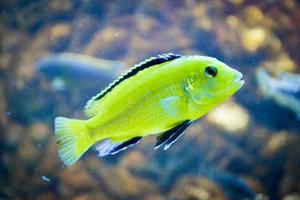 pez incubador bucal amarillo, fondo desenfocado foto