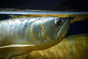 Arowana Fish - Close-up on Face photo