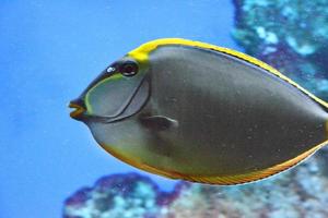 naso tang - pez tropical gris y amarillo foto