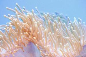 Coral Reef in Aquarium - Cnidaria photo