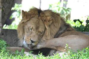 león tendido en el suelo - descansando foto