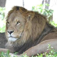 Lion Laying on a Ground - Resting photo