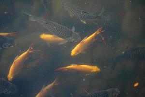 orange and gray fish in the nature pound, shooting above the water surface with blur bubble inside the water all around. photo