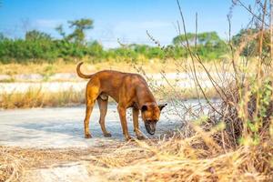 Thai brown dog smells and observes ground before peeping and making up the territory this area. photo