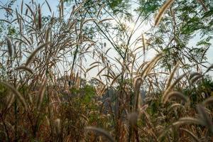 the poaceae silhouette grass flower at the outdoor field for nature background. photo