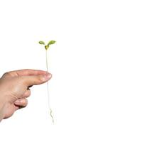 Sapling with root is hold on the man hand on white background., Clipping Paths. photo