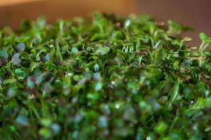 close up to green cress Micro herb for food decoration. photo