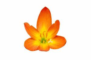 Focus on Pollen of Rain Lily yellow and orange color that is blooming under the morning light on white background. Clipping Paths. photo