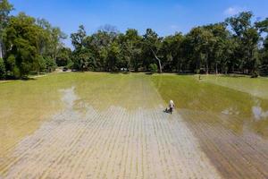 Farmer drives machine to destroy weed and grass in paddy rice field and disk, cultivate, or loosen the soil to support the root of rices. photo