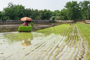 Professional local Asian farmer and agriculture vehicle machine transplant rice seediing in a paddy field in the open sky day. photo