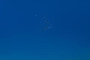 a flock of birds in the open blue sky with out cloud. photo