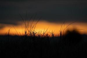 siluetee la flor de la hierba en el cielo anaranjado de la puesta del sol en el tiempo de la tarde para el fondo caliente. foto