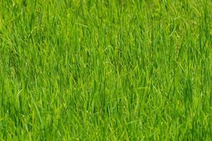 Close up to the beautiful Green paddy rice field from drone view for background. photo