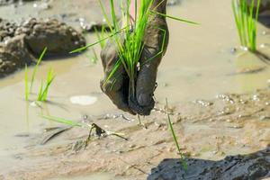 Close up to Asian man's hand hold the rice with mud on his hand for transplant rice seedlings in paddy rice. photo