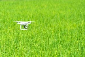 drone está volando en el campo de arroz de arroz verde. foto