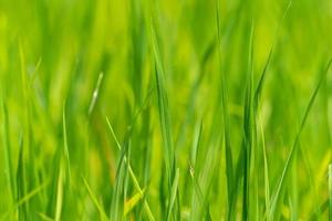 Close up to the beautiful Green paddy rice field from drone view for background. photo