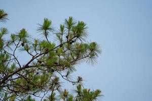Pine cones on the tree, shoot from bottom view with sky background. photo