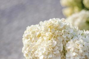 Hydrangea in the garden in a flowerbed under the open sky. Lush delightful huge inflorescence of white and pink hydrangeas in the garden photo