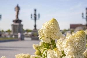 Hortensia en el jardín en un macizo de flores bajo el cielo abierto. exuberante y deliciosa inflorescencia enorme de hortensias blancas y rosas en el jardín foto