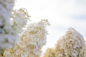 Hydrangea in the garden in a flowerbed under the open sky. Lush delightful huge inflorescence of white and pink hydrangeas in the garden photo