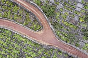 pico island azores viña uvas de vino protegidas por piedra de lava vista aérea foto